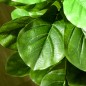 Planta Ficus Artificial