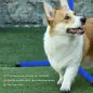 Set de Entrenamiento de Agilidad para Perros 4 Piezas Obstáculos Vallas de Salto con Altura Ajustable 99x65x94 cm Azul