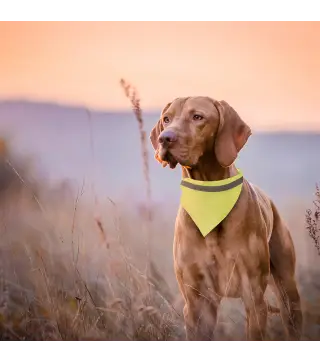 Collar Bandana Bipols