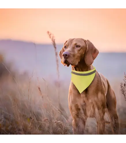 Collar Bandana Bipols