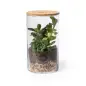 Terrarium Anymak