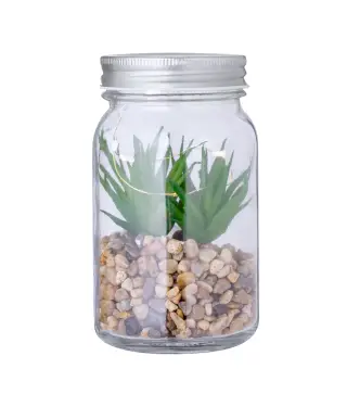 Planta Decorativa