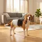 Pañales Desechables para Perros Machos 48 Unidades Súper Absorbentes Antifugas para Cachorros Talla M Pañales Desechables para Perros Machos 48 Unidades Súper Absorbentes Antifugas para Cachorros Talla M