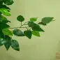 Pack de 2 Plantas Artificiales con Troncos Naturales 150 cm Ficus Sintéticas con 882 Hojas Decoración para Hogar Verde Pack de 2 Plantas Artificiales con Troncos Naturales 150 cm Ficus Sintéticas con 882 Hojas Decoración para Hogar Verde