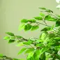 Pack de 2 Plantas Artificiales con Troncos Naturales 180 cm Ficus Sintética con 1260 Hojas Decoración para Hogar Verde Pack de 2 Plantas Artificiales con Troncos Naturales 180 cm Ficus Sintética con 1260 Hojas Decoración para Hogar Verde