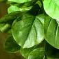 Pack de 2 Ficus Artificiales 110 cm Plantas Artificiales con 90 Hojas Musgo y Maceta para Interior Verde