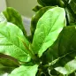 Pack de 2 Ficus Artificiales 110 cm Plantas Artificiales con 90 Hojas Musgo y Maceta para Interior Verde