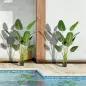 2 Plantas Artificiales de 160 cm Bananera con Maceta y 10 Hojas Realistas para Decoración en Interior Verde 2 Plantas Artificiales de 160 cm Bananera con Maceta y 10 Hojas Realistas para Decoración en Interior Verde