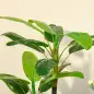 Pack de 2 Plataneras Plantas Artificiales 150 cm con Maceta y 18 Hojas para Decoración de Hogar Salón Verde Pack de 2 Plataneras Plantas Artificiales 150 cm con Maceta y 18 Hojas para Decoración de Hogar Salón Verde