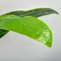 Pack de 2 Plataneras Plantas Artificiales 150 cm con Maceta y 18 Hojas para Decoración de Hogar Salón Verde Pack de 2 Plataneras Plantas Artificiales 150 cm con Maceta y 18 Hojas para Decoración de Hogar Salón Verde