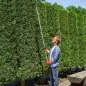 Tijeras de Podar de Jardín 180 cm con Mango de Aluminio Ligero y Resistente Cuchilla Metálica para Poda de Ramas Altas Tijeras de Podar de Jardín 180 cm con Mango de Aluminio Ligero y Resistente Cuchilla Metálica para Poda de Ramas Altas