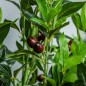 Planta Artificial Planta Artificial