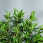 Planta Artificial Planta Artificial