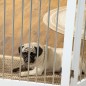 Barrera para Mascotas