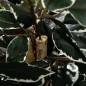Planta Artificial Planta Artificial