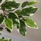 Planta Artificial Planta Artificial