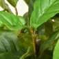 Planta Artificial Planta Artificial