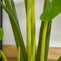 Planta Monstera Artificial