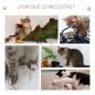 Árbol para Gatos Árbol para Gatos