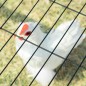 Jaula para Gallinas de Acero Jaula para Gallinas de Acero