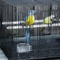 Jaula para Pájaros 60x41x41 cm Pajarera de Metal con Comederos 2 Perchas 3 Puertas y Asa de Transporte para Pájaros Pequeños Can