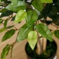 Planta Artificial Planta Artificial