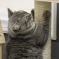 Árbol para Gatos Árbol para Gatos